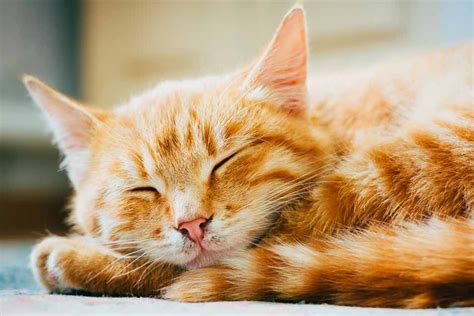 Cool Facts About Orange Tabby Cats Orange Tabby Cats Orange Cats Cats