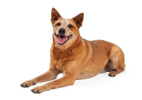 Red Heeler The Complete Dog Breed Guide K9 Web