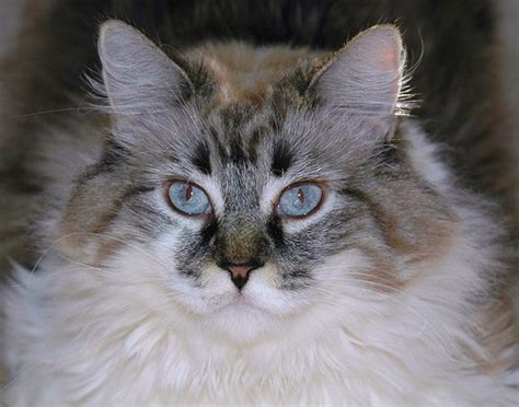 We encourage all siberian breeders to be aware that in the event of your inability to care for your cats or a death with no. The Siberian Cat - Love Meow