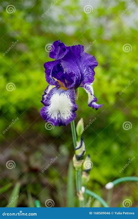 Violet And Blue Iris Flowers Closeup On Green Garden Background Sunny