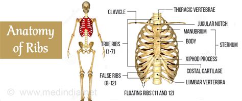 The anatomy of a floating rib. Broken or Bruised Ribs - Types, Causes, Symptoms, Risks ...