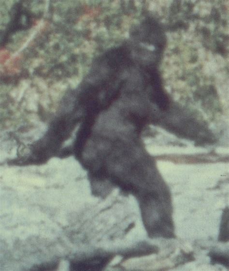 Bigfoot Man Monster Or Myth Live Science