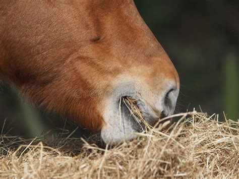 Horse Eating Hay Stock Image Image Of Punch Feed Breed 25245357