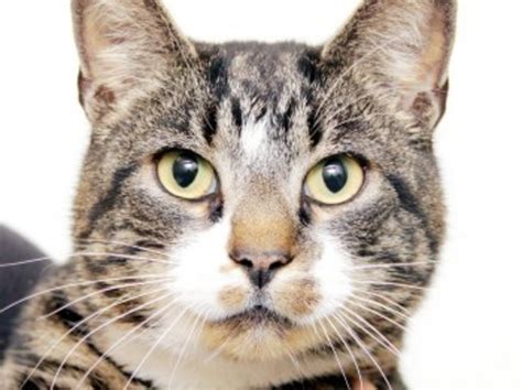 Meet your feline match at Potter League in February | EastBayRI.com