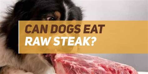 They could eat the raw yolk. Can Dogs Eat Raw Steak? | PUPPYFAQS
