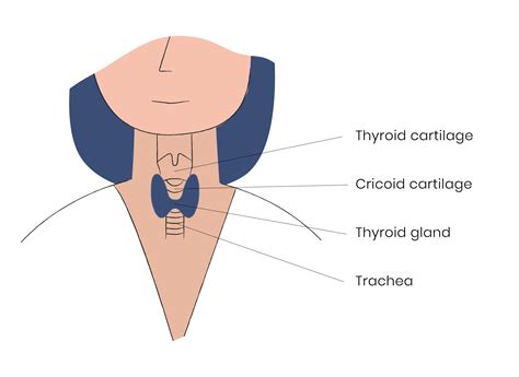 Thyroid Self Neck Check Thyroid Awareness Month