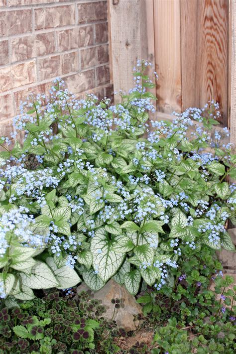 Jack Frost Brunnera Yet Another Variegated Perennial