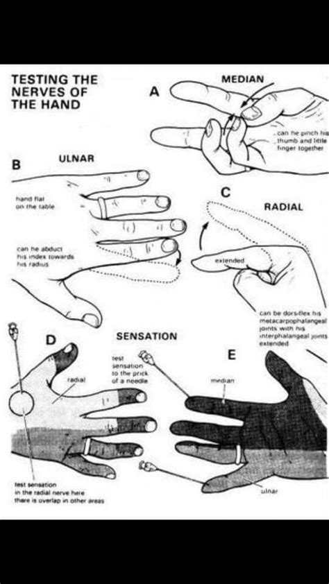 Testing The Nerves Of The Hands Occupational Therapy Hand Therapy