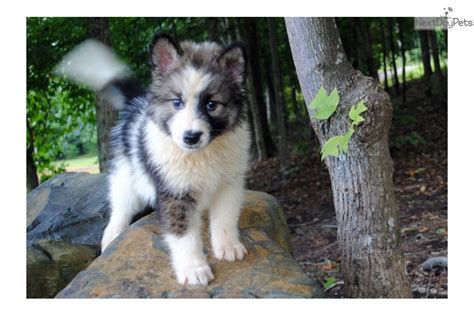 Wolf Hybrid Puppy For Sale Near Charlotte North Carolina 0bb0854c Ea91