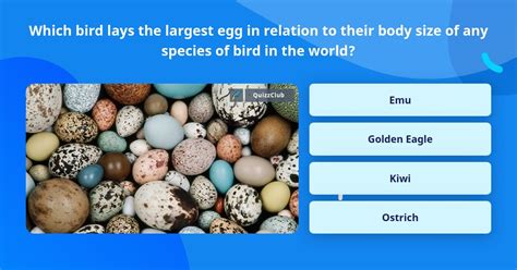 Which Bird Lays The Largest Egg In Trivia Questions Quizzclub