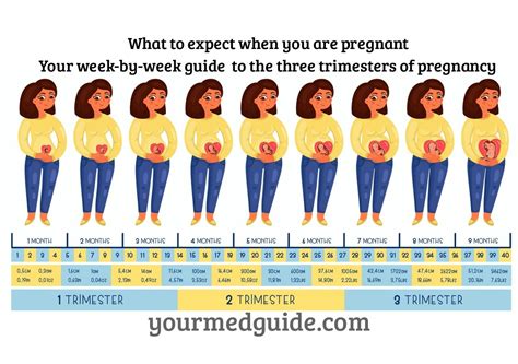 Week By Week Pregnancy Guide What To Expect When You Are Pregnant Your Med Guide