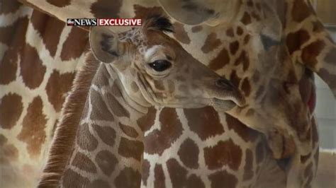 Video April The Giraffe Gives Birth Abc News