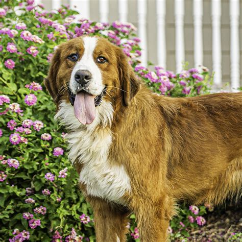 Ginger Bernese Mountain Dog Doodle Breeder In Az And Utah