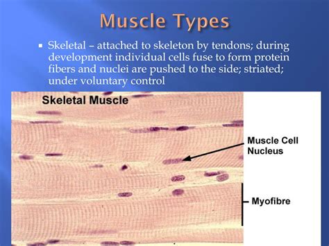Skeletal Muscle Types
