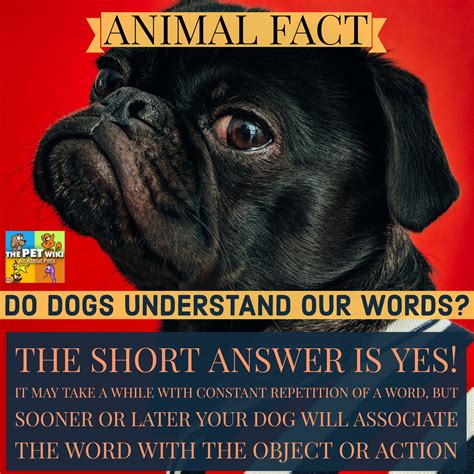 Do Dogs Understand Our Words