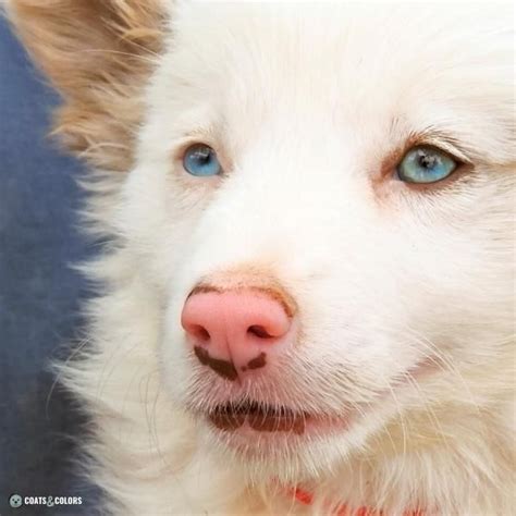 What Breed Of Dogs Have Pink Noses