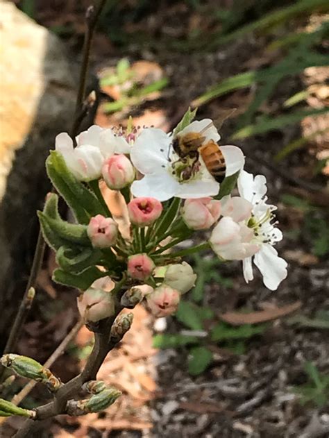 Most of australia's 2,000 species of native bees are burrowing bees, houston said. Bees Love Flowers | Clayridge Honey