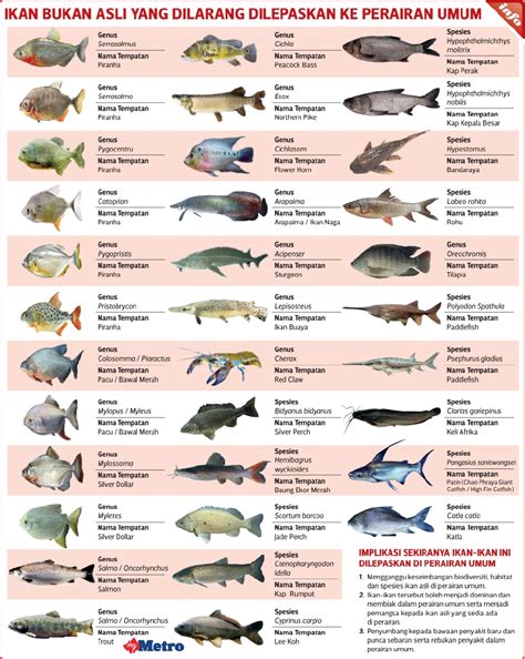 Ukuran dari ikan pun sangatlah beragam mulai yang. 32 Spesies Ikan Yang Dilarang Dilepaskan Ke Perairan ...