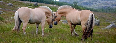 fjord horse - Google Search | Norwegian Fjord Horse | Pinterest | Fjord horse, Horse and Horse horse