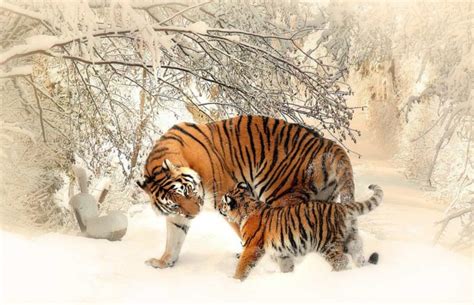 Tygrysy 🐅 45 Interesujących Ciekawostek Informacji I Faktów Fajne