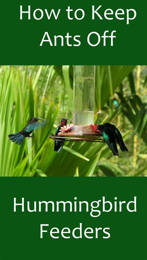 Find out more about how to stop smoking. How to Prevent Ants on Hummingbird Feeders | Dengarden