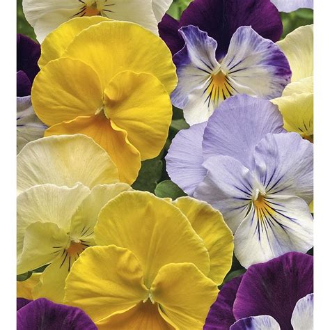 25 Quart Multicolor Cool Wave Mix Spreading Pansy L24612 At