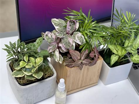40 Best Indoor Plants That Dont Need Sunlight