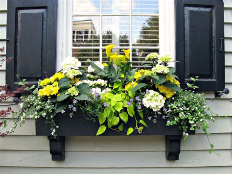 If you are starting after the last frost before spring, then you can plant the seeds directly into your window box. 15 Gorgeous Flowering Window Box Ideas for Spring