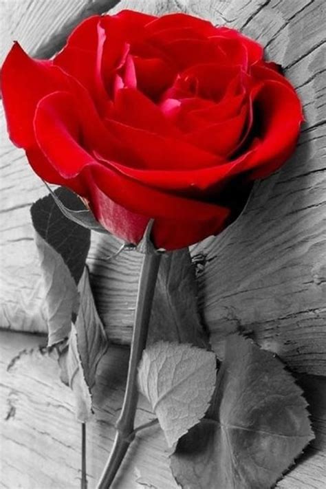 Elegant Red Rose On Wood Iphone 4s Wallpapers Free Download
