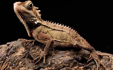 Bearded Dragons 10 Interesting Facts That You Should Know Siri Pet