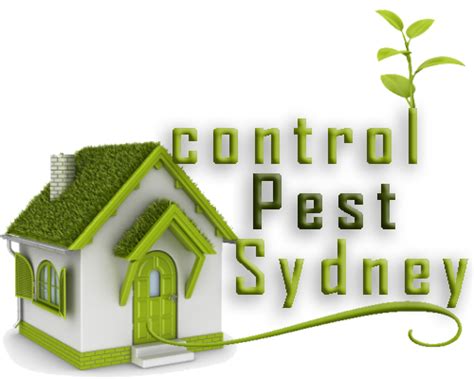 Dont Welcome The Wood Borers Best Pest Control Sydney