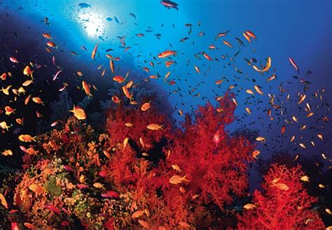 Scuba Dive In The Red Sea Red Sea Diving Red Sea Diving