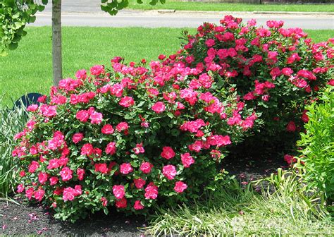 The flowers appear in late summer, just when many other shrubs and perennials are fading. Flowering Shrubs All Summer Long - Dambly's Garden Center