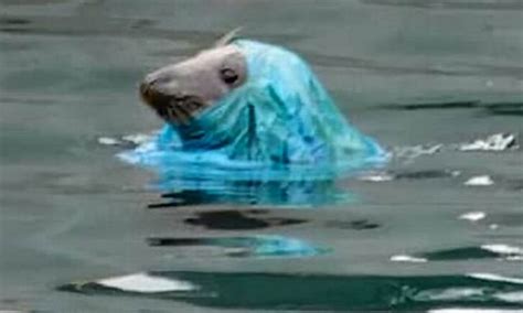 Image Of A Distressed Seal With Its Head Tangled In A