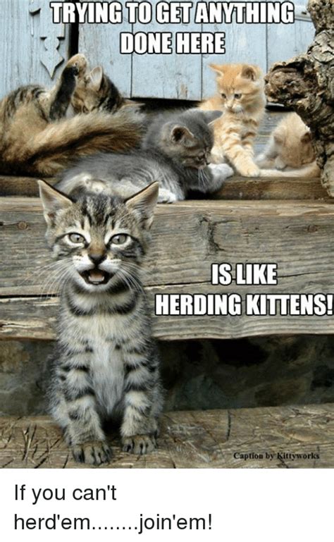 Oget Done Here Is Like Herding Kittens Caption By Kittyworks If You