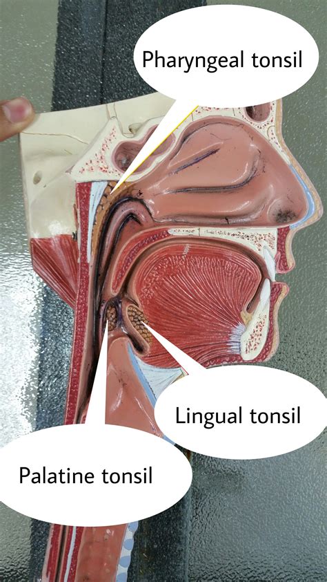 Pharyngeal Tonsils Location