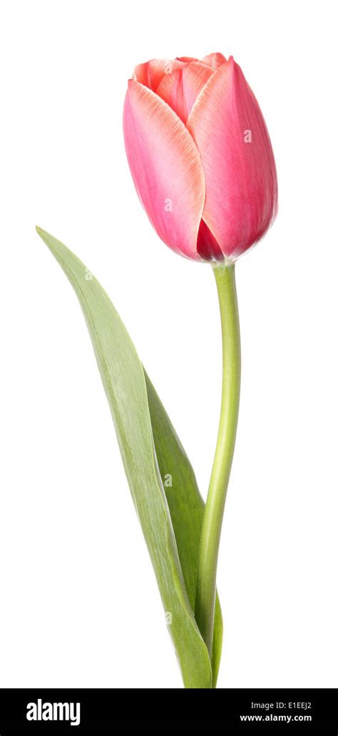 Tulips Single Pink Flower Isolated On A White Background Stock Photo
