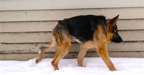 German Shepherd With Short Spine Syndrome Just Wants Love Want To Be