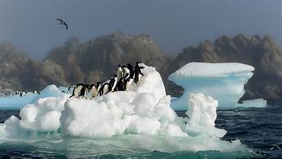 Penguins Antarctica Iceberg 4k Many Wallpapers Animals
