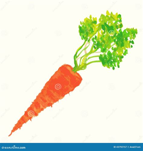 Watercolor Illustration Of Carrot Stock Vector Illustration Of Cute