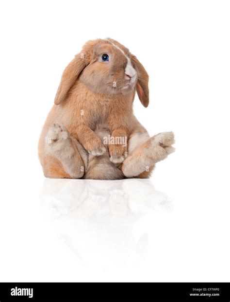 Cute And Beautiful Rabbit Sitting Isolated On White Background