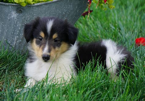 Akc Registered Lassie Collie For Sale Fredericksburg Oh Male Laddy Ac Puppies Llc