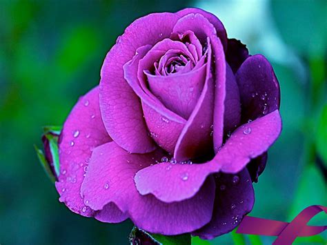Purple Rose Flowers Flower Hd Wallpapers Images Pictures Tattoos