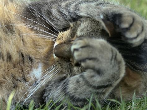 Solid, tabby, bicolor, tortoiseshell, tricolor, and cat fur length varies tremendously, from completely hairless to several inches of fur that requires constant grooming. 7 Genes That Control Your Cat's Fur Color - Catster
