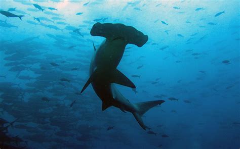 Sharks In The Galapagos Blog
