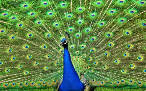 Ver más ideas sobre aves, pajaros, pájaros hermosos. Imágenes de Plumas y Colas del Pavo Real | Fotos e Imágenes en FOTOBLOG X