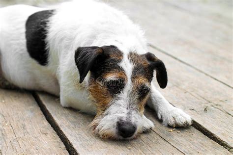 Tired Dog After Walking Sad Dog Dog Portrait Stock Image Image Of