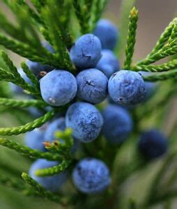 However, the oil can cause your skin to blister if. Juniper berries berry very fresh and fragrant 200g finest ...