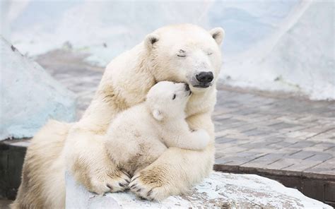 Images Polar Bears Cubs Bears Cute Two Hug Animals