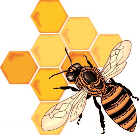Bee Honey Honeycomb Vector Free Vector 4vector